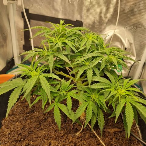 Bettii growlog timeline photo