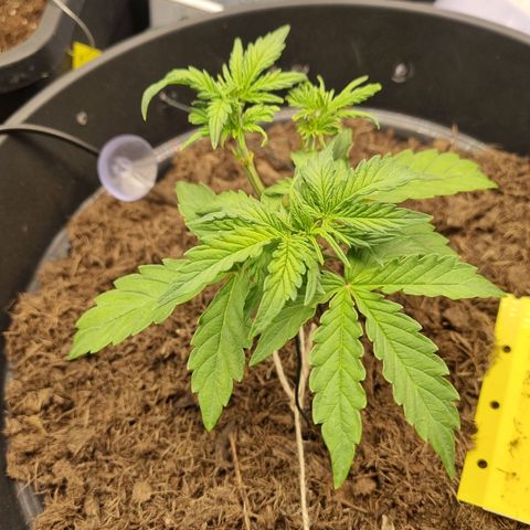 Melissa Bomb growlog timeline photo