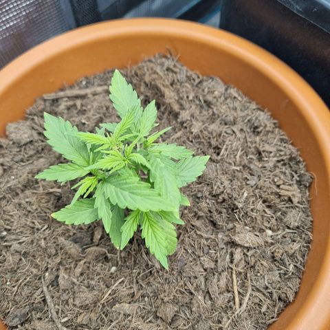 Patricia's Bitch Ass growlog timeline photo