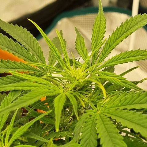 Bettii growlog timeline photo