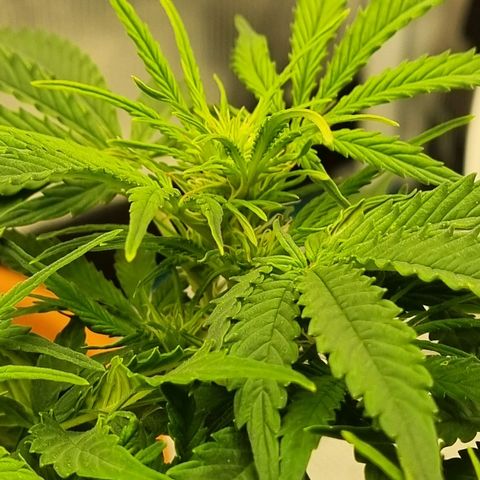 Bettii growlog timeline photo