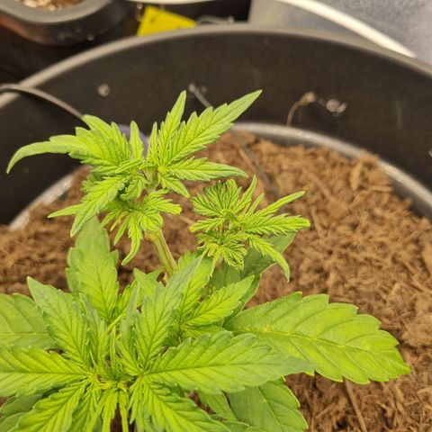 Melissa Bomb growlog timeline photo