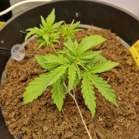 Melissa Bomb growlog timeline photo