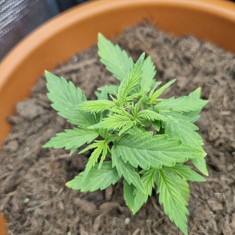 Patricia's Bitch Ass growlog timeline photo