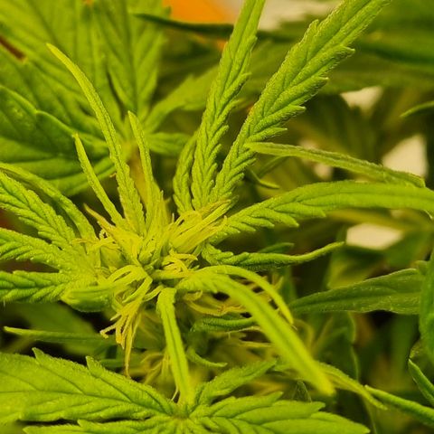 Bettii growlog photo: Most of the main buds 💚