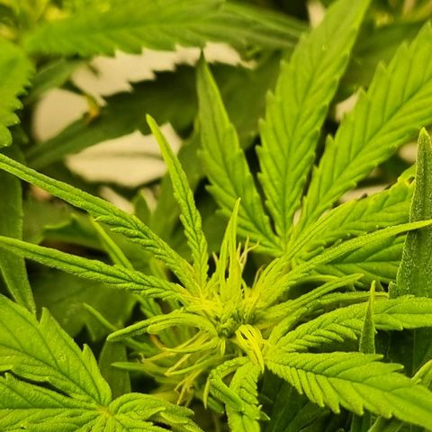 Bettii growlog photo: Most of the main buds 💚