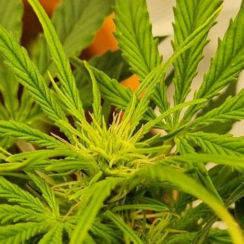 Bettii growlog photo: Most of the main buds 💚
