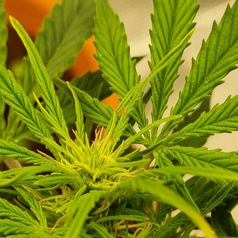 Bettii growlog photo: Most of the main buds 💚