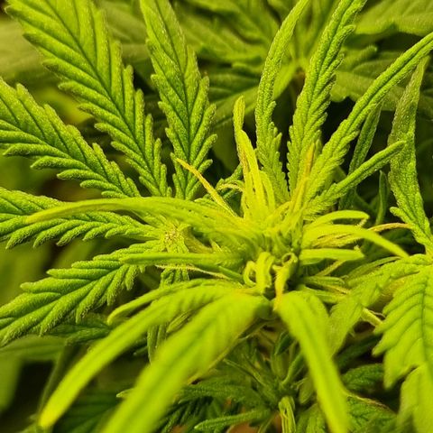 Bettii growlog photo: Most of the main buds 💚