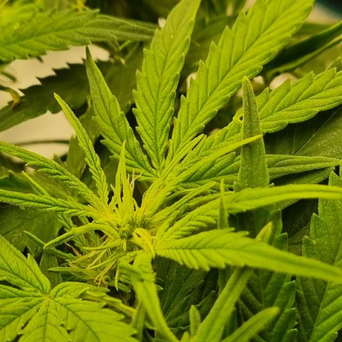 Bettii growlog photo: Most of the main buds 💚
