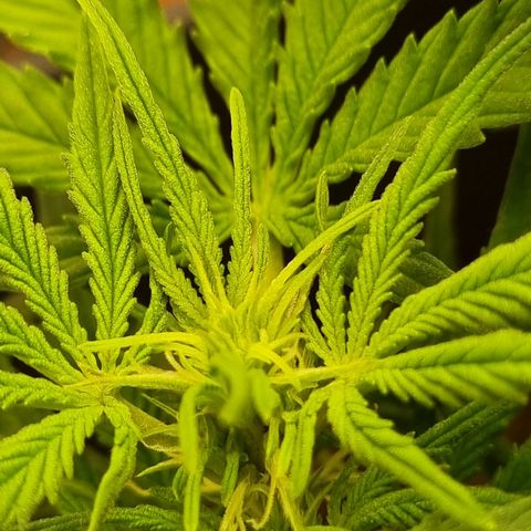 Bettii growlog photo: Most of the main buds 💚
