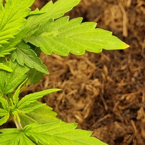 Patricia's Bitch Ass growlog timeline photo