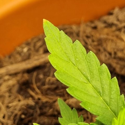 Patricia's Bitch Ass growlog timeline photo