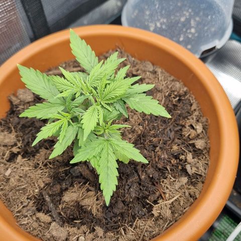 Patricia's Bitch Ass growlog timeline photo