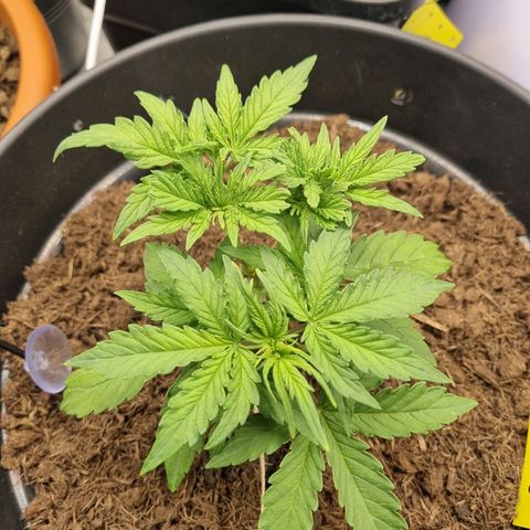 Melissa Bomb growlog timeline photo