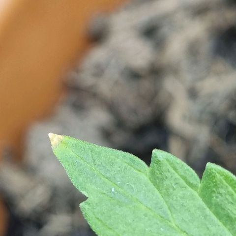 Patricia's Bitch Ass growlog timeline photo