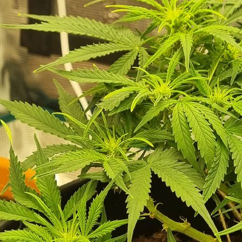 Bettii growlog timeline photo