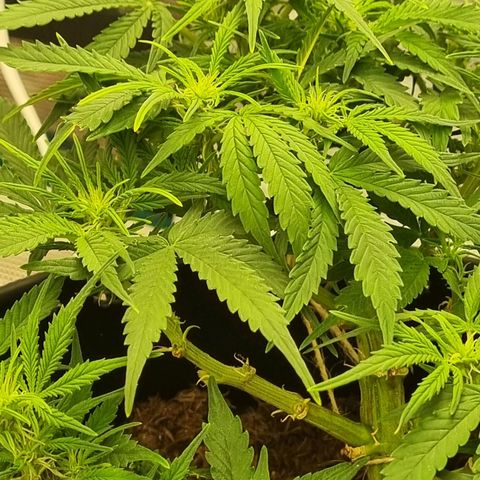 Bettii growlog timeline photo