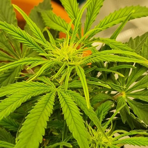 Bettii growlog timeline photo