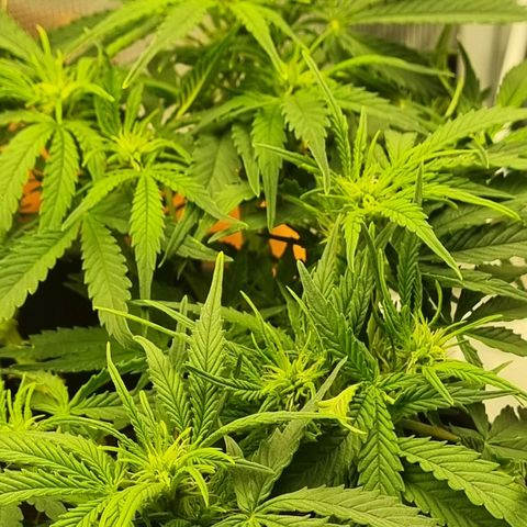 Bettii growlog timeline photo