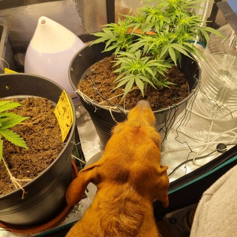 Melissa Bomb growlog timeline photo