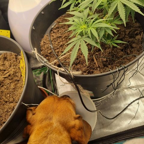 Melissa Bomb growlog timeline photo