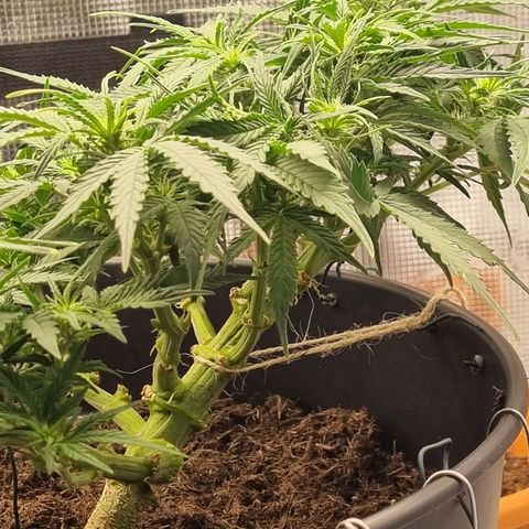 Bettii growlog timeline photo