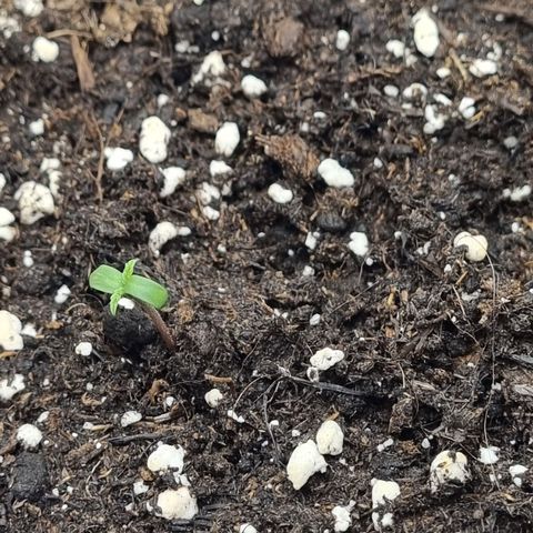 It's Brittney Biscotti Bitch growlog timeline photo