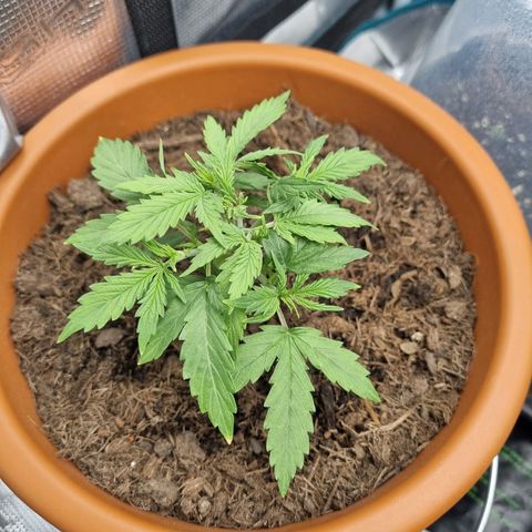 Patricia's Bitch Ass growlog timeline photo