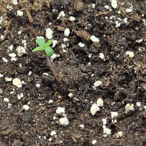 It's Brittney Biscotti Bitch growlog timeline photo