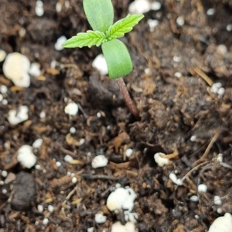 It's Brittney Biscotti Bitch growlog timeline photo