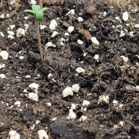 It's Brittney Biscotti Bitch growlog timeline photo