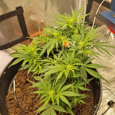 Bettii growlog photo: Words can't describe how pretty she looks to me... I know I'm gonna cry when it's harvest time 😔