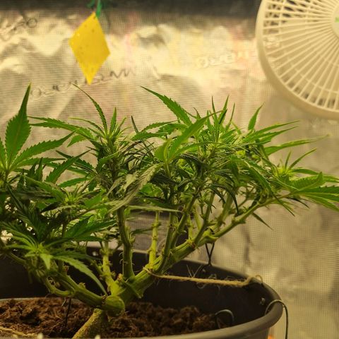 Bettii growlog photo: Words can't describe how pretty she looks to me... I know I'm gonna cry when it's harvest time 😔