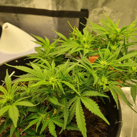 Bettii growlog photo: Words can't describe how pretty she looks to me... I know I'm gonna cry when it's harvest time 😔