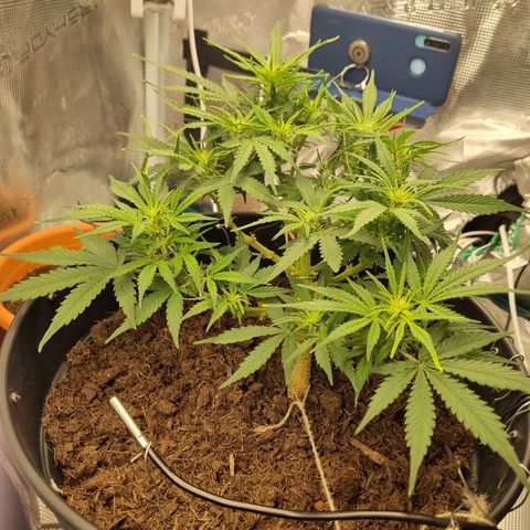 Bettii growlog photo: Words can't describe how pretty she looks to me... I know I'm gonna cry when it's harvest time 😔