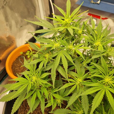 Bettii growlog photo: Words can't describe how pretty she looks to me... I know I'm gonna cry when it's harvest time 😔