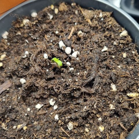 Her name's Bruciepoo growlog timeline photo