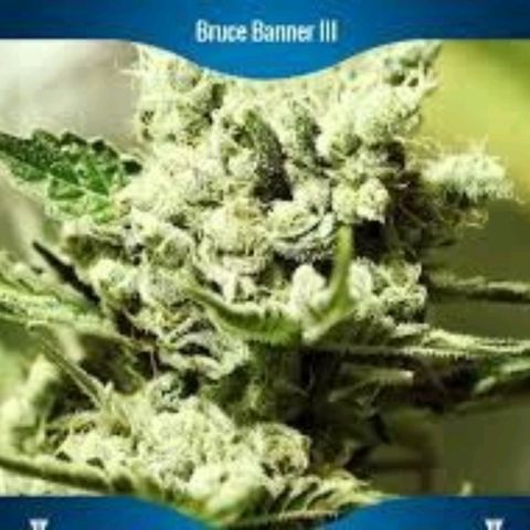 Her name's Bruciepoo growlog timeline photo