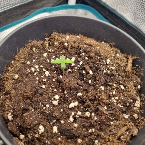It's Brittney Biscotti Bitch growlog timeline photo