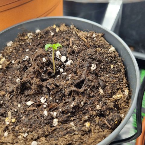 Her name's Bruciepoo growlog timeline photo