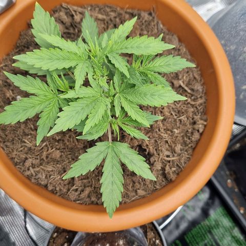 Patricia's Bitch Ass growlog timeline photo