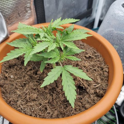 Patricia's Bitch Ass growlog timeline photo