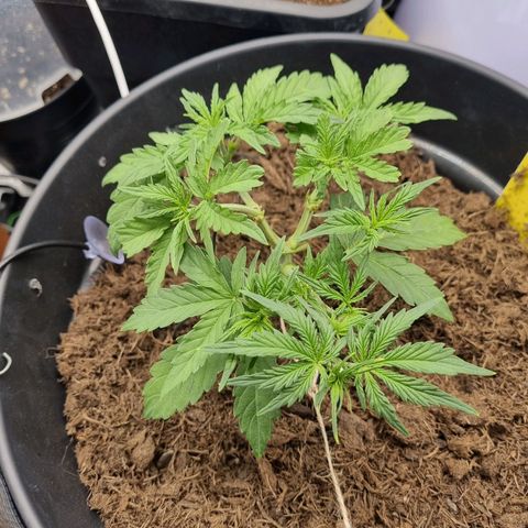 Melissa Bomb growlog timeline photo