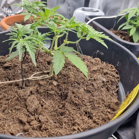 Melissa Bomb growlog timeline photo