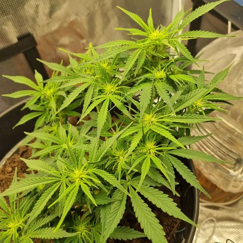 Bettii growlog timeline photo