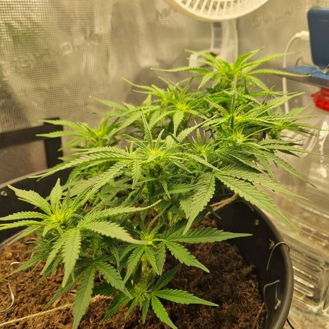 Bettii growlog timeline photo