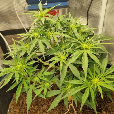 Bettii growlog timeline photo