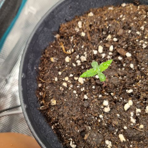 It's Brittney Biscotti Bitch growlog photo: Getting tall already, seedlings always look so cute as this size 🥹