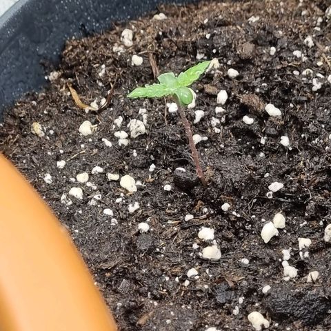 It's Brittney Biscotti Bitch growlog photo: Getting tall already, seedlings always look so cute as this size 🥹